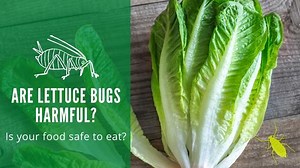 Are Lettuce Bugs Harmful? Is Your Lettuce Safe to Eat?