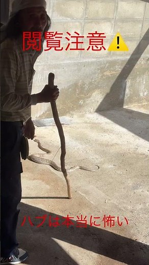 ハブは猛毒#閲覧注意#ハブ#奄美大島