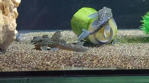 Blue phantom pleco's L128 back in stock 💙 | Riverside Aquaria