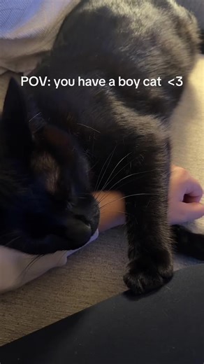 Understanding Your Boy Cat's Unique Behavior