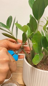 💚 Cómo propagar tu Zamioculca fácil y rápido? 👌🪴 #lavidaenelhogar #plantas #plantasdecasa #plantaspurificadoras #PlantasDeInterior #plantasdecorativas | La Vida en el Hogar