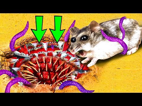 🐹SARLACC + DRAGON 🐲 Hamster Obstacle Course Maze with Traps 😱