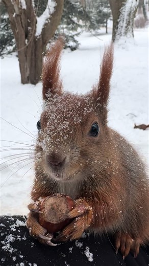 Cute Squirrel Playing in the Snow
