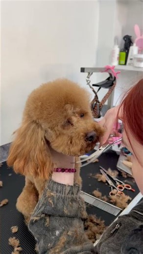 Relaxing Maltipoo Grooming | Calm & Satisfying Process