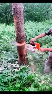 Tree cutter machine 🍀🍀 #forest #reelsindia #viralreelschallenge #reelkarofeelkaro #farming #gajabfact | Brain Grain