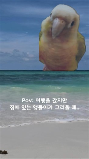 여행을 갔지만 집에 있는 앵돌이가 그리울 때.. | 필모라 Wondershare Filmora