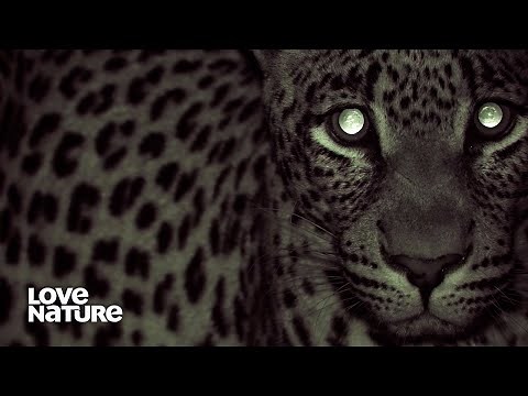 Africa's Big 5: Lion, Leopard, Rhino, African Elephant & Buffalo | Wildlife Icons Ep 102
