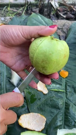 Guava fruit #guavafruit