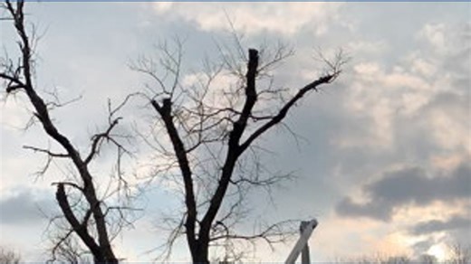 Timelapse: Dallas faces widespread ash tree losses as emerald ash borer spreads