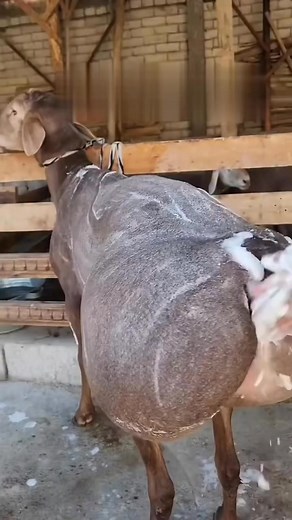 2M views · 17K reactions | #health #fitness #healthylifestyle #wellness #healthy #motivation #gym #workout #lifestyle #fit #love #nutrition #fitnessmotivation #training #weightloss #exercise #healthyfood #bodybuilding #healthcare #fitfam #healthyliving #selfcare #beauty #instagood #mentalhealth #life #gymlife #diet #personaltrainer #food | Easy Life With Ai | Facebook