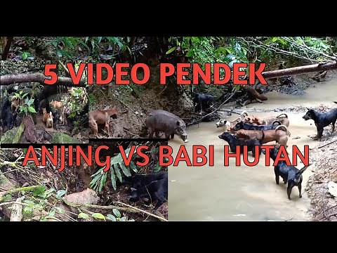 Berburu babi hutan, 5 video pendek. Babi hutan VS Anjing.