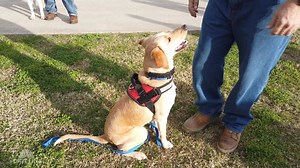 Inmates train service dogs for veterans