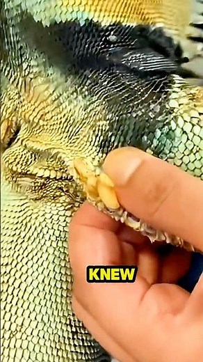 This Iguana Was Acting Aggressive… The Reason Was Hidden on Her Body. 😳🦎