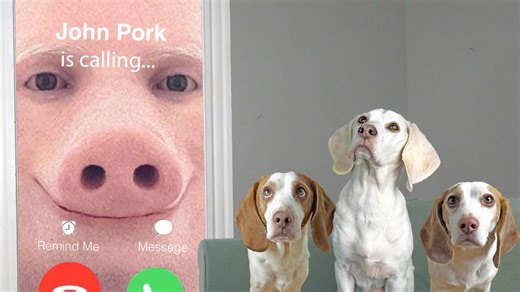 Dogs investigate why John Pork keeps calling mysteriously