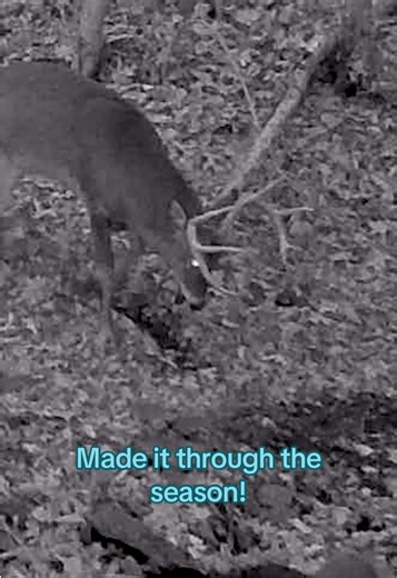 Public Land Giant Buck Survives Another Year