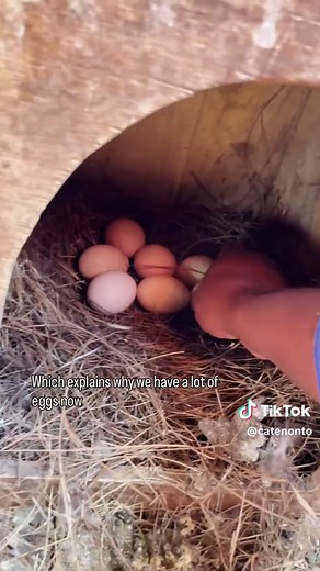 Homestead Egg Incubation: From Collection to Incubator Setup