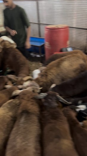 Part :2 #7032185005 #hyderabad #secunderabad #charminar | AL Furkhan Sheep Farm