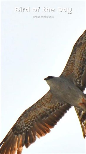 Bird of the Day: Mississippi Kite