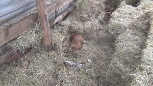 Here's a sneak peek of the video to come. Our little pack has become so efficient, not latching onto rats other dogs have already caught. On multiple occasion, every dog has a rat in its mouth, they just kill and move onto the next. | Severn Valley Ratters