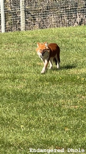Met one of my new favorite canines today the Dhole (pronounced “dole”) less than 2,000 left in the wild ,,,, Dholes are highly social Asian wild dogs known for their unique communication, including a distinct "whistle" used for long-distance calls, earning them the nickname "whistling dogs". They live in large, cooperative clans, hunt large prey in packs, jump 7 feet straight up, and are excellent swimmers . Dholes are also known for having fewer molars, which helps them eat meat quickly, and th