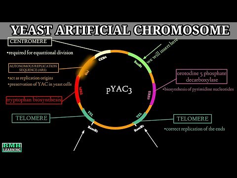Yeast Artificial Chromosome | YAC Vector |