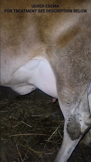 Oedematus swelling in cow udder| Cow edema