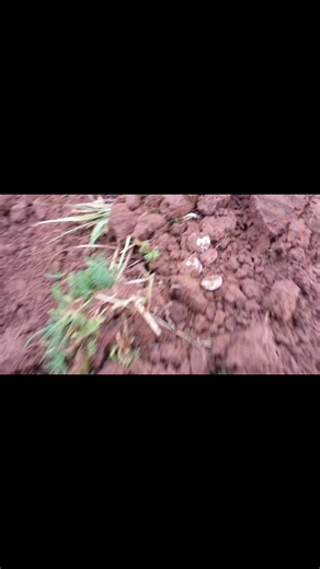 Hi everyone 🙂A few people have asked for videos of this and I don't think I shared this short video of the Chew valley hoard . Its one of a few I managed to capture , very exciting at the time . Over 2580 coins in pristine condition including Harold II , William the Conqueror and Edward the Confessor . I apologise for the picture quality . The main coin being Harold II / Pax penny . | Corieltavi Lisa