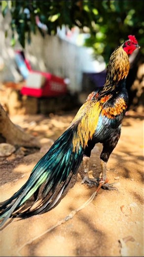 Tamilnadu Fighter Murga 🐓🐓🐓 #blackfighter #aseelmurga #yooutubeshorts #reels