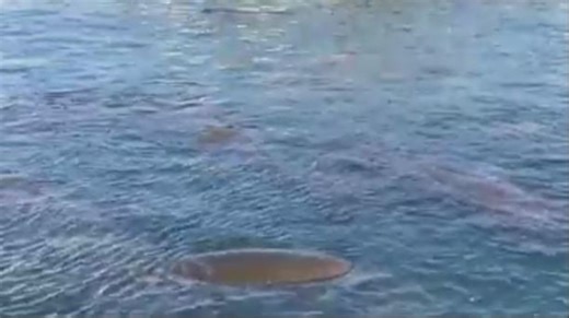 Watch live: Manatee Lagoon Cameras