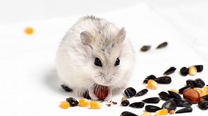 Keeping Hamsters As Pets: Pros & Cons