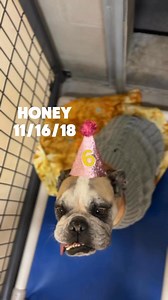 6K views · 412 reactions |  Celebrating Our November Shelter Dog...