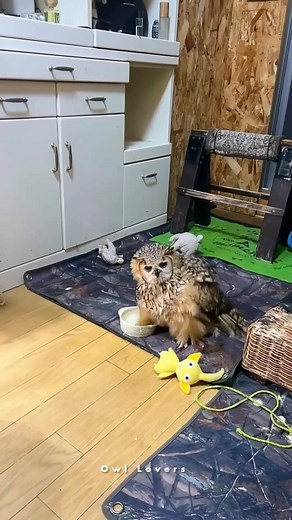 How do you take a bath?🦉🌺 #owl | Owl Lovers