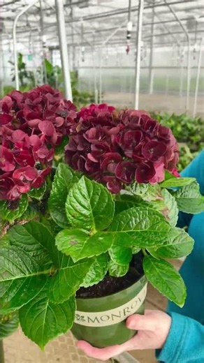 Centennial Ruby™ Hydrangea ❤️ 130 Days of Color + Compact, Strong Blooms