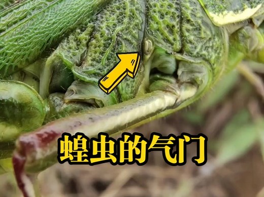 这就是蝗虫的气门，可以看到的呼吸情况。