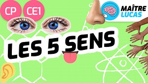 Les 5 sens