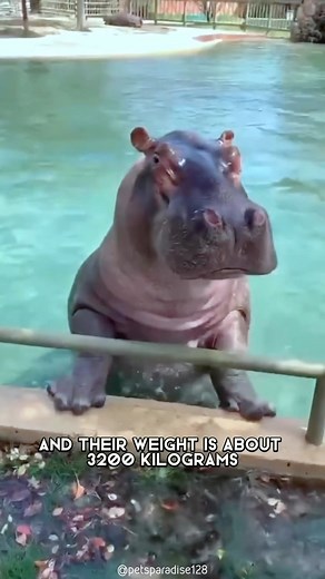 2.1M views · 10K reactions | Hippopotamus 鍊 One Of The Tallest Animals In The World #hippopotamus #hippo #hippos #hippopotame #wildanimals #hipposofinstagram #hippos #hipopotamo #hipopótamo #africa #africananimals #animalslover #animalsaddict #animalsofinstagram #animalphotography | 1 Minute Animals | Facebook