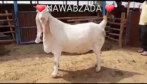 22K views · 93 reactions | WoW!! :O :O | Cow Mandi - Updates | Facebook