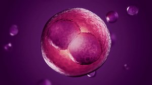 Time Lapse Embryo Imaging with CAREmaps to 'improve' IVF on Make a GIF