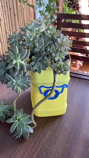 Caring for Plants in Empty Plastic Bottles