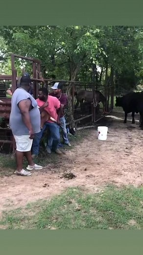 728K views · 6.3K reactions | That bull got the best of him  | Entertainment | Facebook
