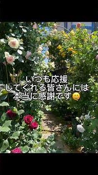薔薇の家を作りたい〜2021〜2026〜#ガーデニング#薔薇庭#庭の記録#ばらのある暮らし#バラの家