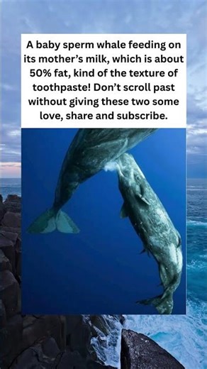 Baby Sperm Whale's Feast