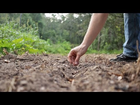Planting Beans in the Fall as a Storable Survival Food Crop