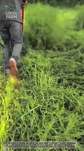 The Ultimate Tool for Clearing Tall Grass! 🌿 Long-Handled Brush Cutter in Action