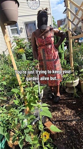 Survival Mode #heatwave #gardening #homesteadlife