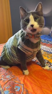Custom Hand-knit Cat Sweater - Etsy Canada