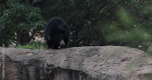 Indian Sloth Bear climbing down a boulder, Hampi, Daroji Sanctuary, Karnataka, India.