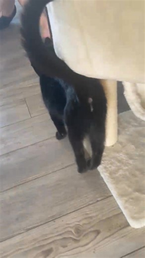 We discovered today that sweet Wicked has an issue with her legs bowing. We did not notice it immediately because it seems to only happen sometimes and little girl has spent most of her time in the cat trees. It appears her legs may be popping in and out of joint. We dont know if she was born with this and thats why she was dumped out of a vehicle or if this happened from being dumped. We will be contacting the vet first thing tomorrow but have no idea what would need to be done, if this is some