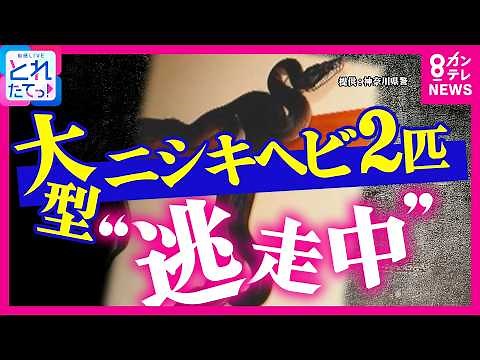 【大型ヘビ捜索中】「近づいたり捕まえようとすると反射的に噛みつくことも」体長2m大型ニシキヘビ2匹逃げ出す 警察官が付近を捜索中 専門家が習性を解説｜旬感LIVE とれたてっ!〈カンテレNEWS〉