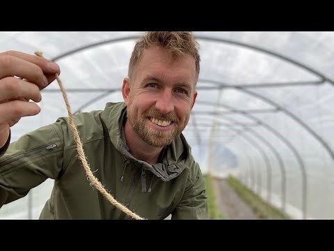 SIMPEL OPBINDING AF TOMATPLANTER (kun bionedbrydelige materialer)